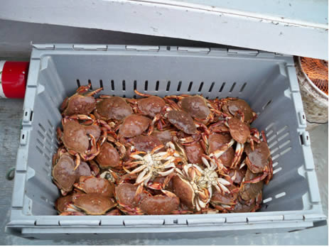 Jonas crabs