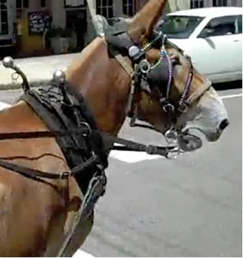 Lucy the mule on the street